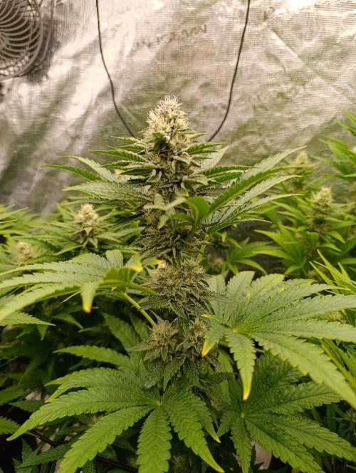 Biscotti Gelato Marshydro. Week 9