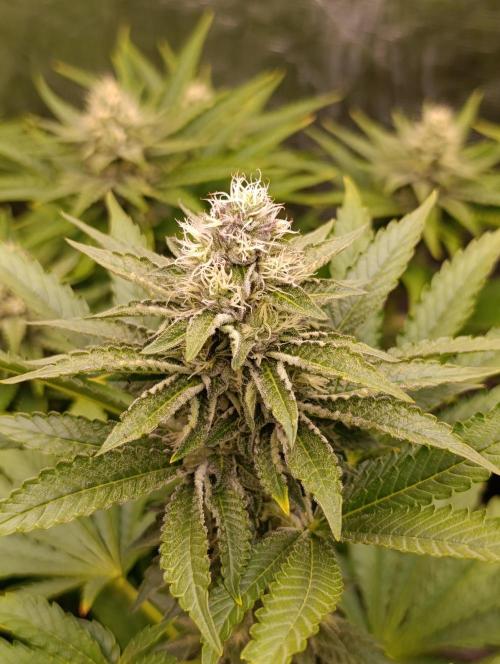 Biscotti Gelato Marshydro. Week 9