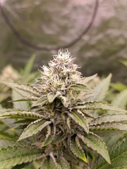 Biscotti Gelato Marshydro. Week 9