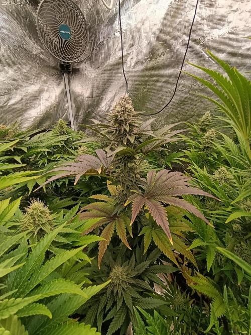 Biscotti Gelato Marshydro. Week 10