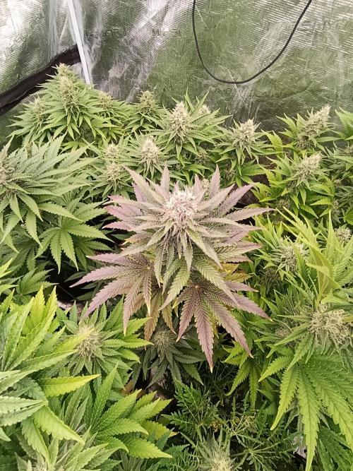 Biscotti Gelato Marshydro. Week 10