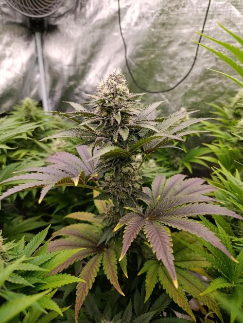 Biscotti Gelato Marshydro. Week 10