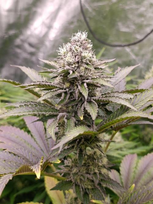 Biscotti Gelato Marshydro. Week 10