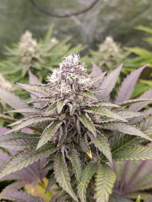 Biscotti Gelato Marshydro. Week 10