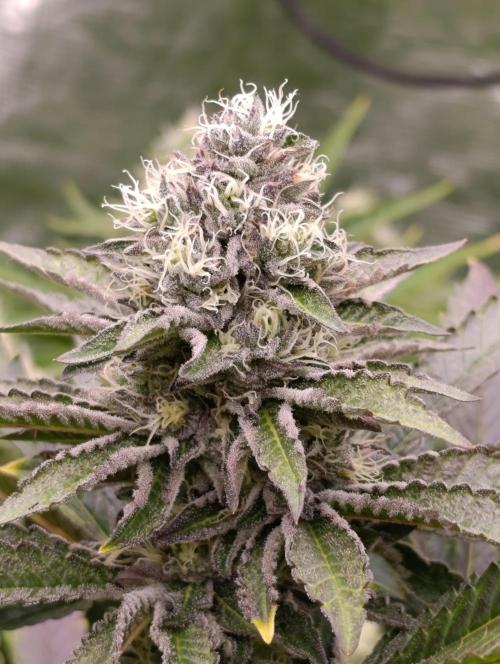 Biscotti Gelato Marshydro. Week 10