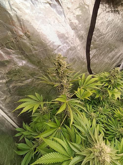 Papayton Xpertnutrients. Week 9