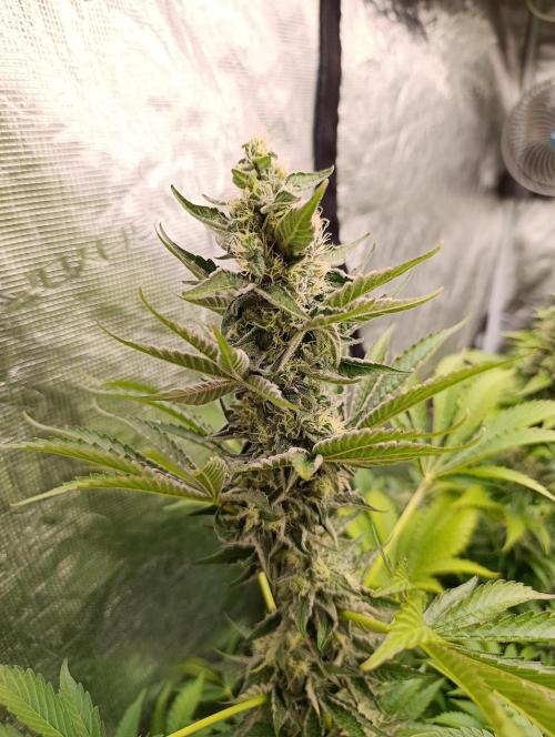 Papayton Xpertnutrients. Week 9