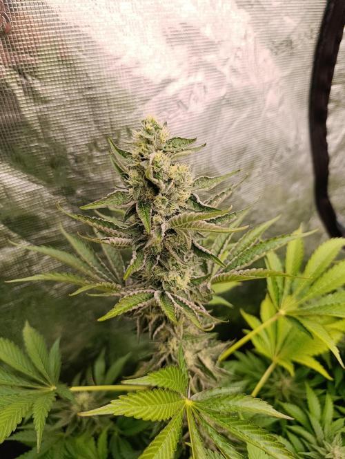 Papayton Xpertnutrients. Week 9