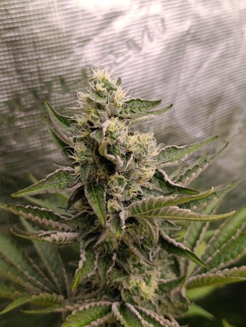 Papayton Xpertnutrients. Week 9