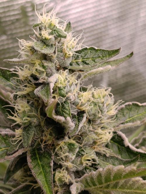 Papayton Xpertnutrients. Week 9