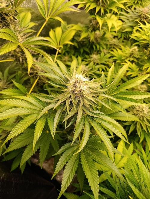 Lemon Cherry Runtz FC6500. Week 9