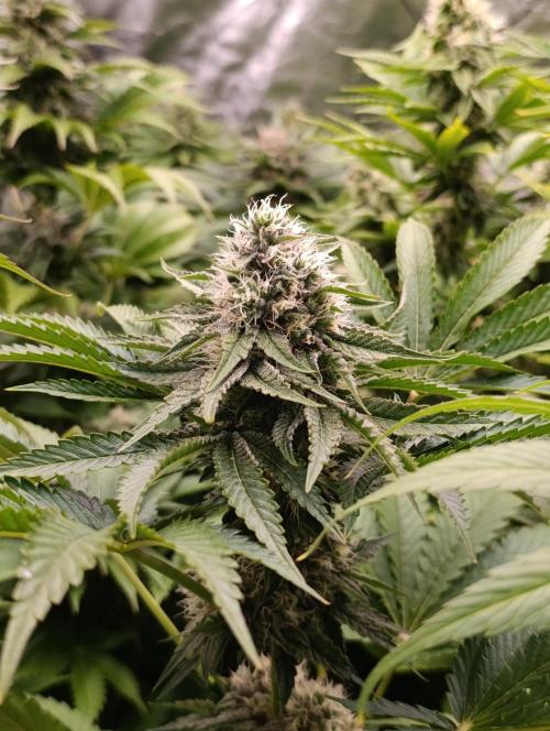 Lemon Cherry Runtz FC6500. Week 9