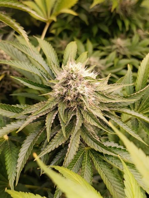 Lemon Cherry Runtz FC6500. Week 9