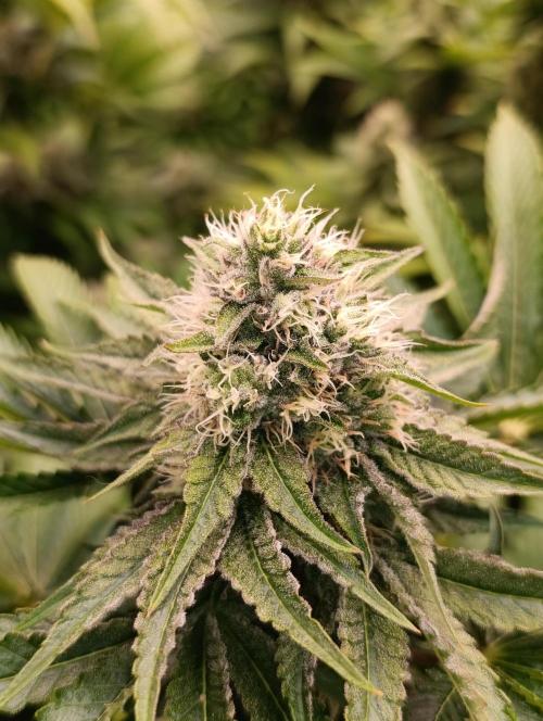 Lemon Cherry Runtz FC6500. Week 9