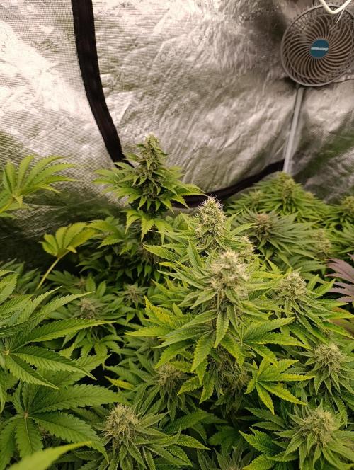 Monster Maker & Marshydro. Week 10