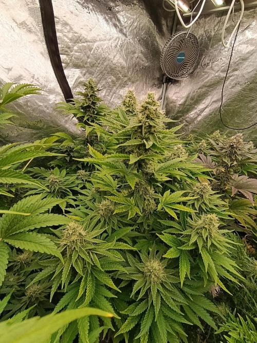 Monster Maker & Marshydro. Week 10