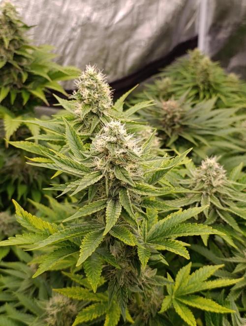 Monster Maker & Marshydro. Week 10