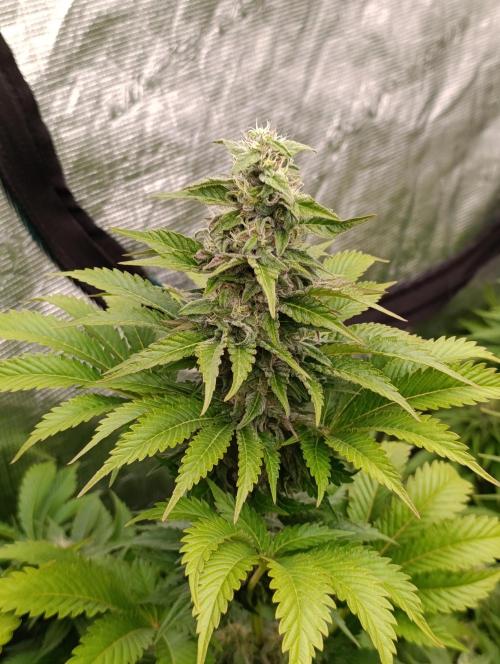 Monster Maker & Marshydro. Week 10