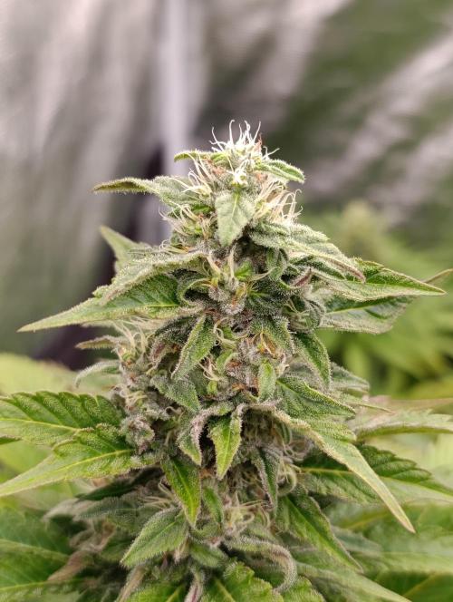 Monster Maker & Marshydro. Week 10