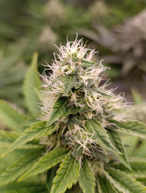 Monster Maker & Marshydro. Week 10