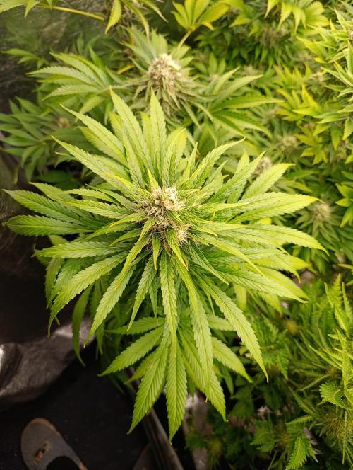 Mental Rainbow Xpertnutrients. Week 9