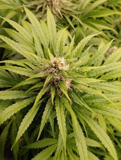 Mental Rainbow Xpertnutrients. Week 9