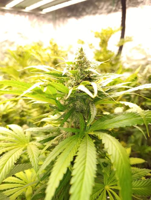 Mental Rainbow Xpertnutrients. Week 9