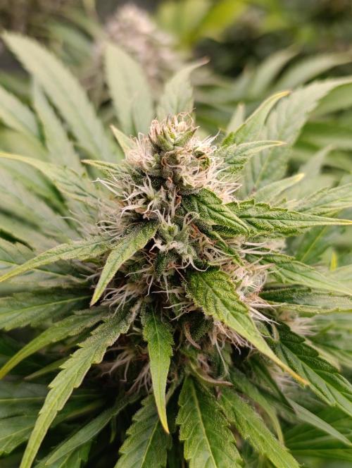 Mental Rainbow Xpertnutrients. Week 9