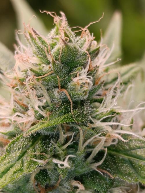 Mental Rainbow Xpertnutrients. Week 9