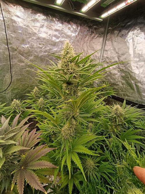 A5 Chaze x Marshydro. Week 10