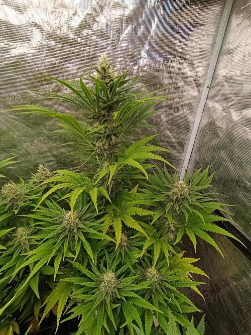 A5 Chaze x Marshydro. Week 10