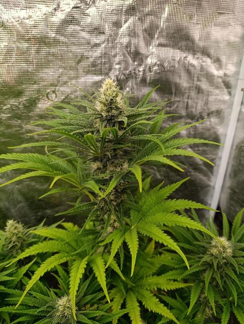 A5 Chaze x Marshydro. Week 10