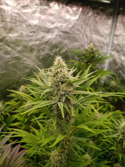 A5 Chaze x Marshydro. Week 10