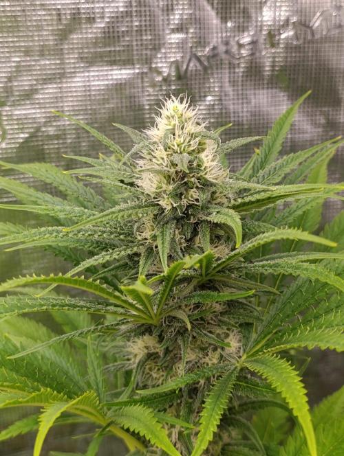 A5 Chaze x Marshydro. Week 10