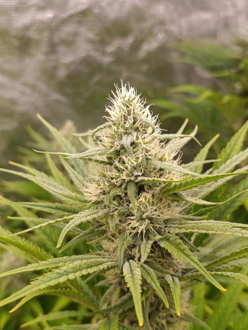 A5 Chaze x Marshydro. Week 10