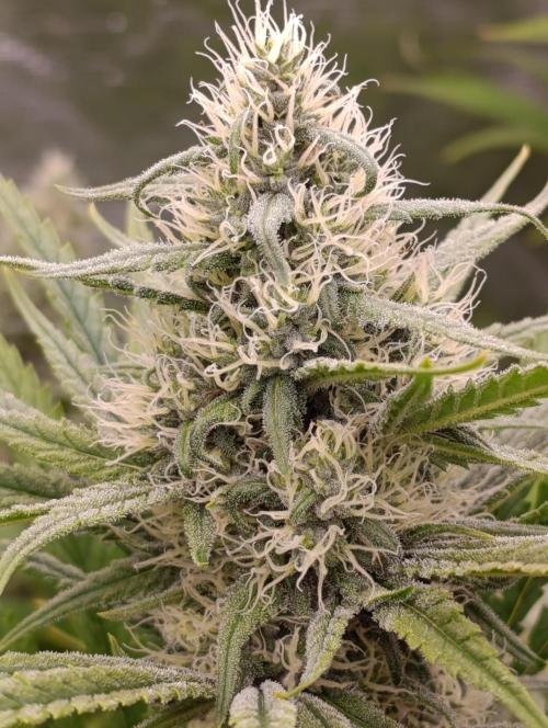 A5 Chaze x Marshydro. Week 10