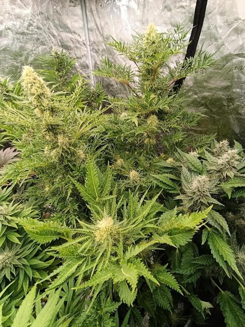 Mentha de Croco Fem Xpertnutrients. Week 10