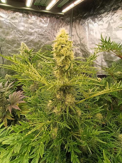 Mentha de Croco Fem Xpertnutrients. Week 10