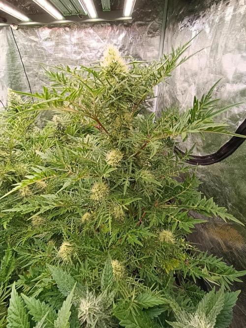 Mentha de Croco Fem Xpertnutrients. Week 10