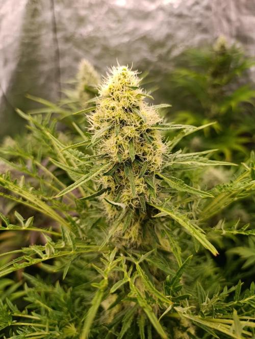 Mentha de Croco Fem Xpertnutrients. Week 10