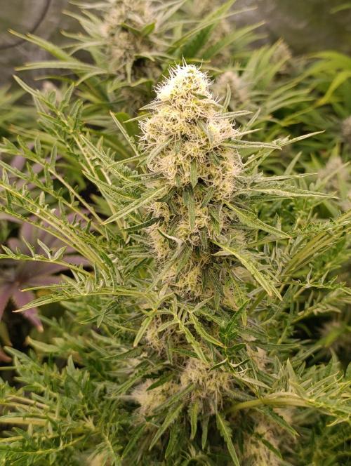 Mentha de Croco Fem Xpertnutrients. Week 10