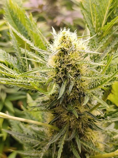 Mentha de Croco Fem Xpertnutrients. Week 10