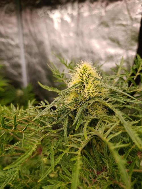 Mentha de Croco Fem Xpertnutrients. Week 10