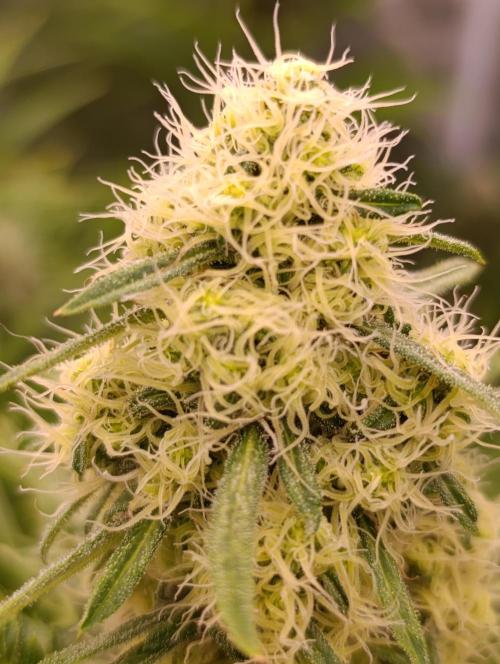 Mentha de Croco Fem Xpertnutrients. Week 10