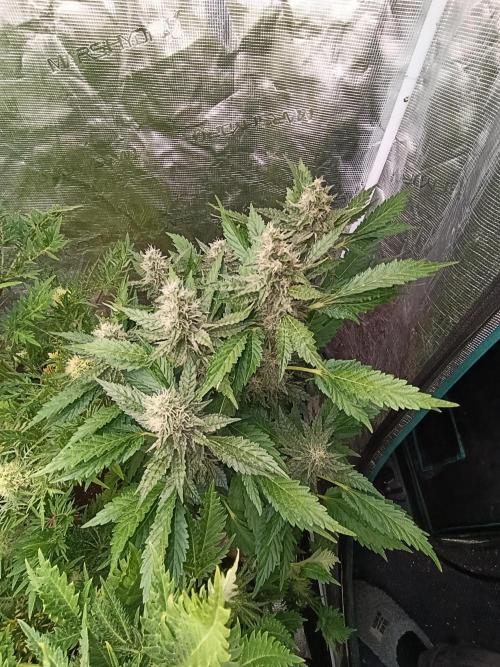 Sticky Queen Flower. Week 10