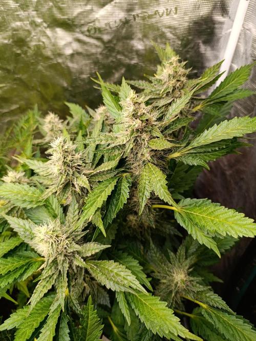 Sticky Queen Flower. Week 10