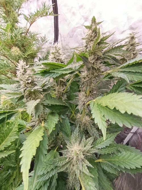 Sticky Queen Flower. Week 10