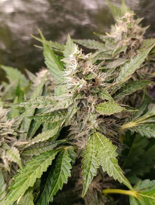 Sticky Queen Flower. Week 10