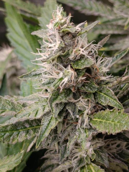 Sticky Queen Flower. Week 10