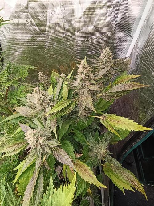 Sticky Queen Flower. Week 11